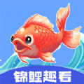 锦鲤趣看app下载官方版 v1.0.4